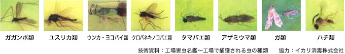 実験 結果 光や色に誘引される虫 写真